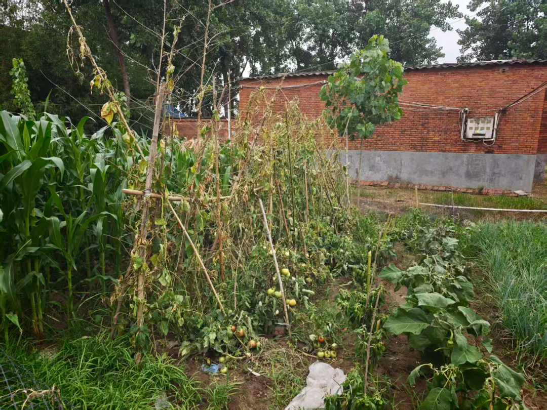 河南正阳县回应“河水浇地致菜苗枯死”:河水检测达标,豆角枯死系病害所致,村干部发布未经核实的通知,引发误解